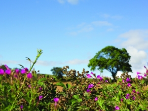 More beautiful views of Hoylandswaine.